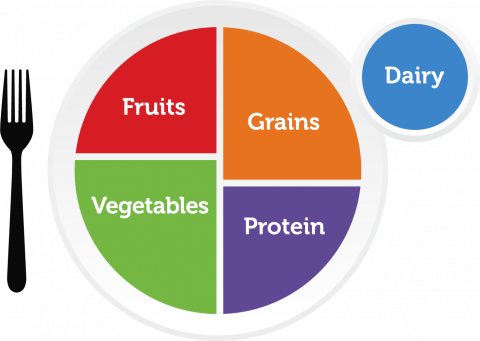 MyPlate graphic showing a plate divided into four sections labeled Fruits, Vegetables, Grains, and Protein, with a separate circle labeled Dairy to the side.